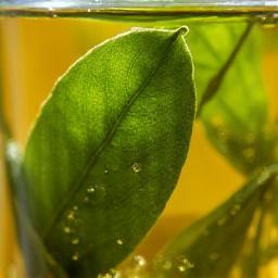 Lähikuva teelehdistä vedessä